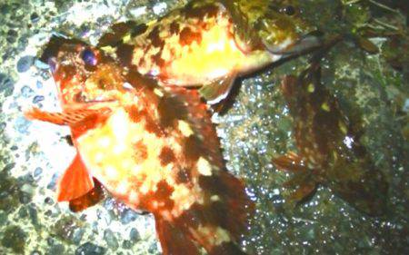 太刀魚、カマス、カサゴが好調！